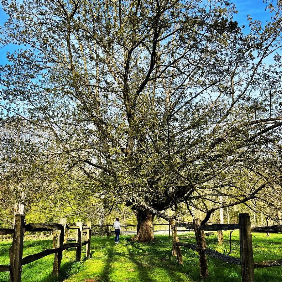 Loison-sur-CréquoiseDomaine De Fresnoy住宿加早餐旅馆 外观 照片