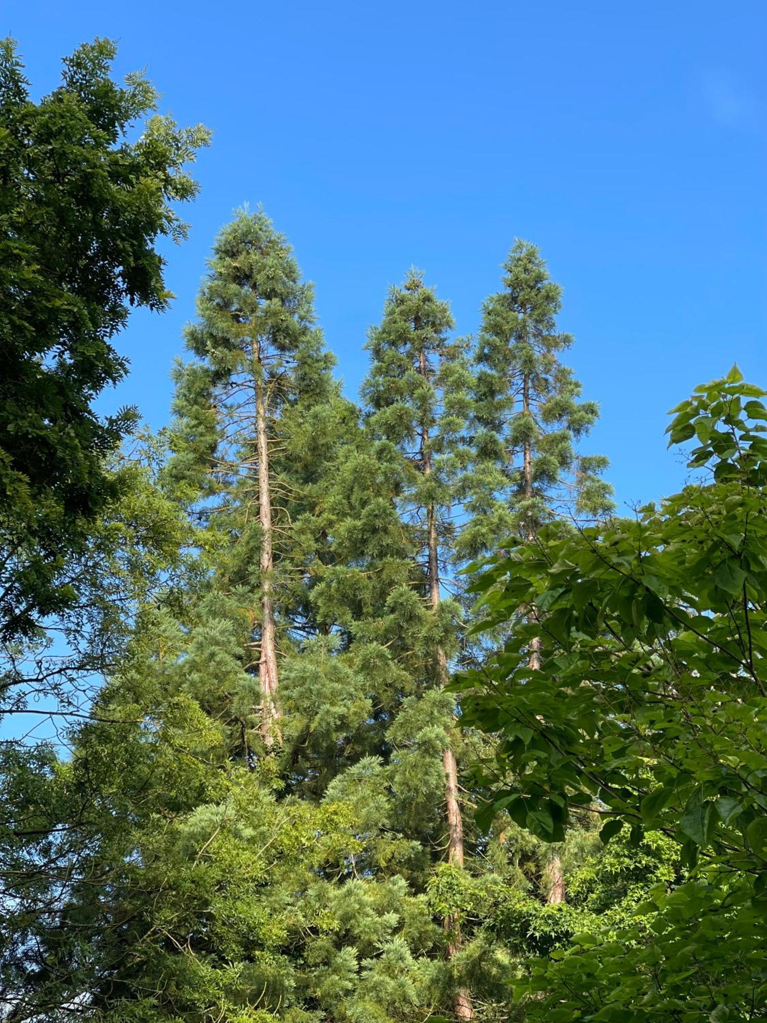Loison-sur-CréquoiseDomaine De Fresnoy住宿加早餐旅馆 外观 照片